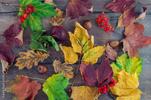 Autumn leaves of maple, oak, chestnuts, apples, mountain ash on a wooden background