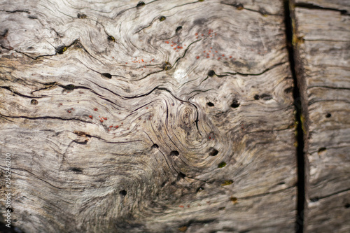 Texture of an old insect-eaten tree. Holes from bark beetles on a tree. The surface of the tree without bark.