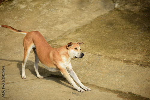 Thai native brown dog In different chapters