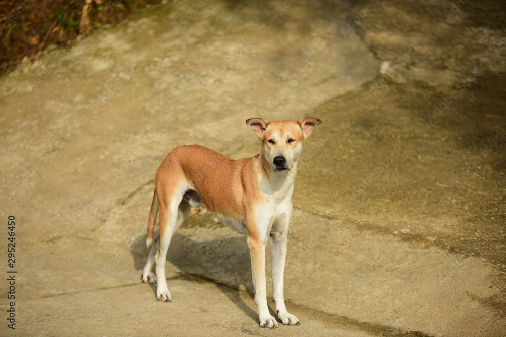 Thai native brown dog In different chapters Thai native brown dog In different chapters