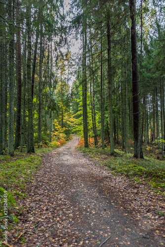 Path in a Northern European Forest in Autumn