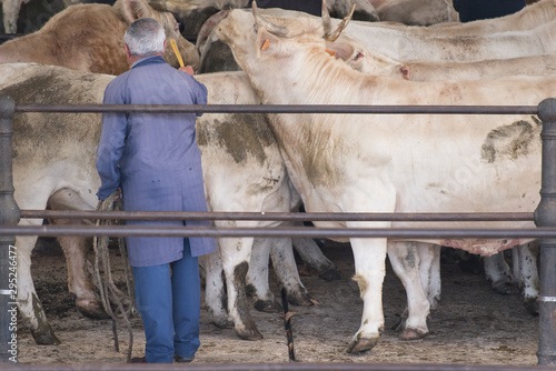 un maquignon paysan avec des vaches  photo