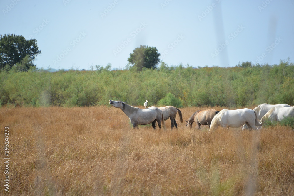 Fototapeta premium Chevaux en camargue