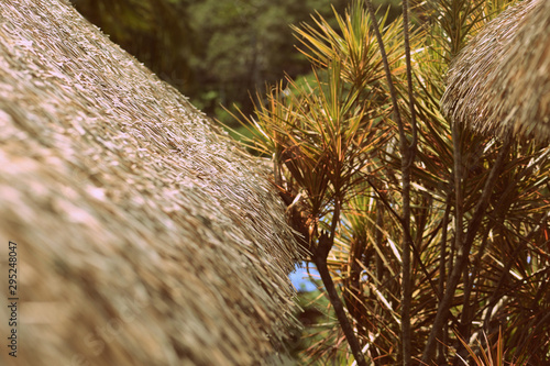 Palm roof close up on a background of tropical plants. Retro style