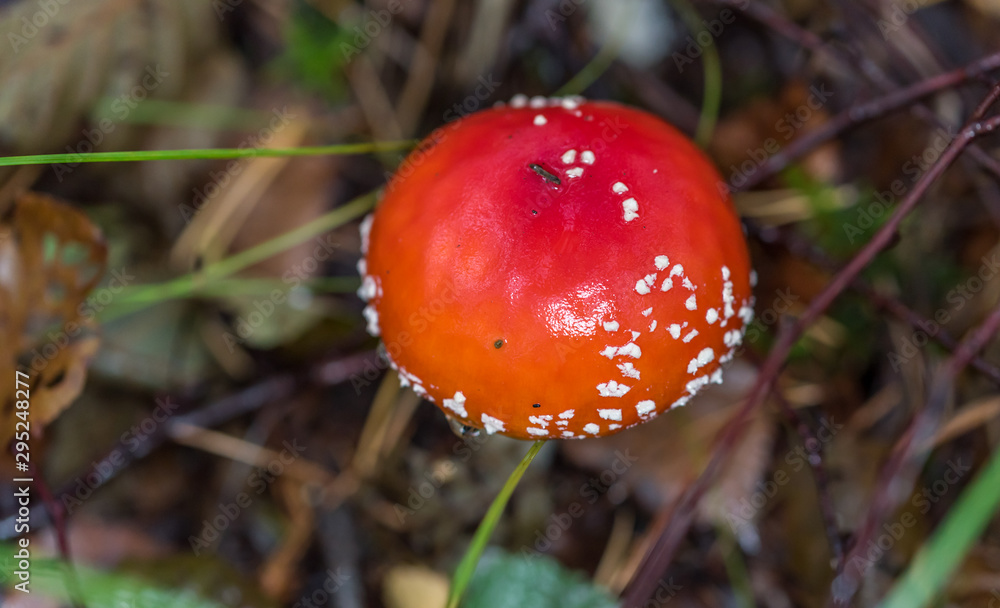 Toadstool Mushroom in a Northern European Forest Toadstool Mushroom in a Northern European Forest