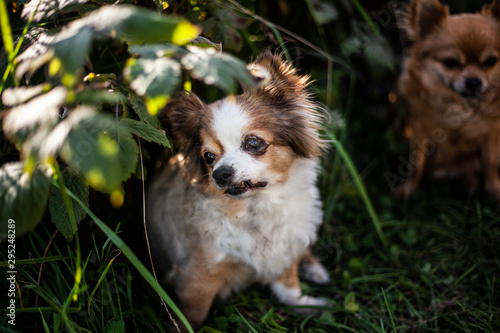 A small breed dog walks in nature. Lovely friend of man. Funny dog. Photo with blur background.