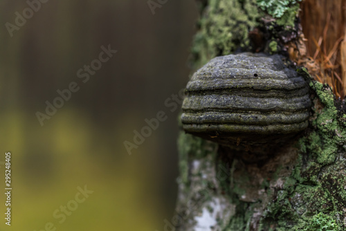 Mushroom Growing on a Tree in a Forest in Northern Europe