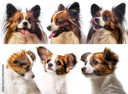cute papillon puppy and adult dog isolated over white