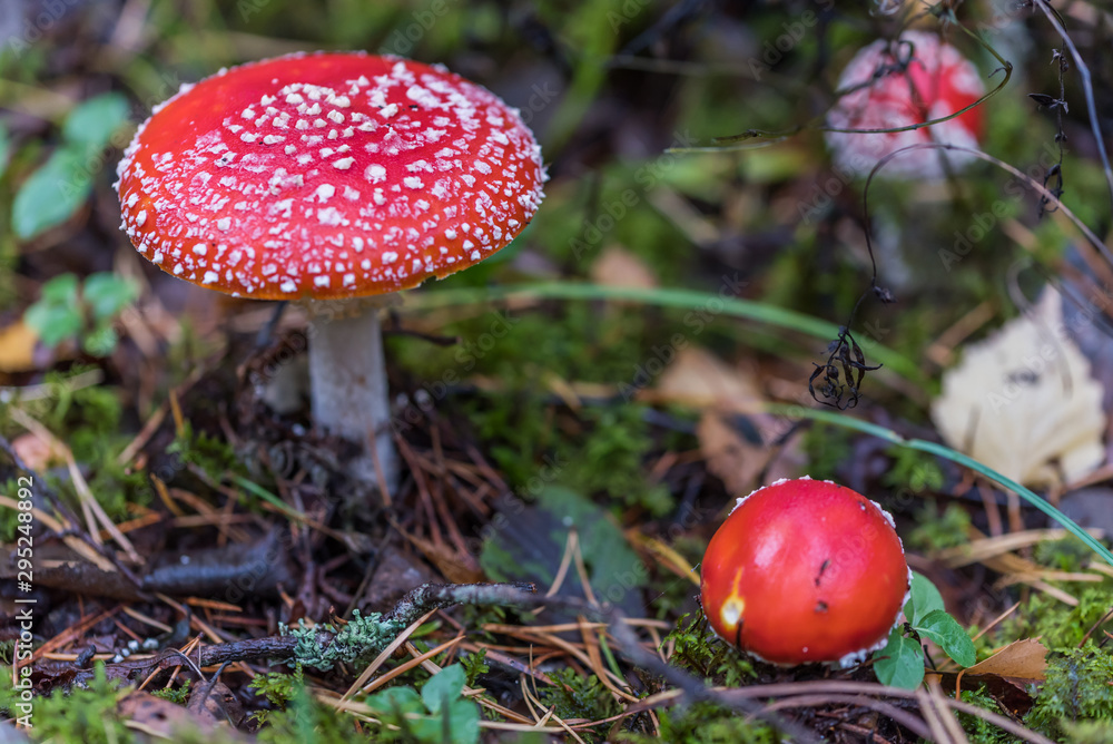 Toadstool Mushroom in a Northern European Forest Toadstool Mushroom in a Northern European Forest