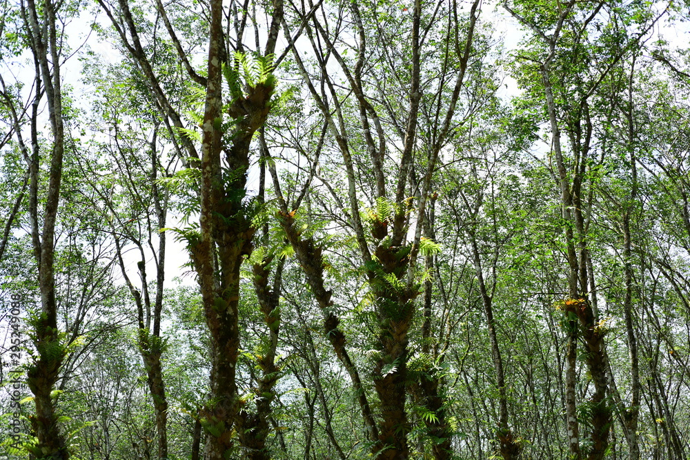 Fototapeta premium Green trees in the Thai rainforest