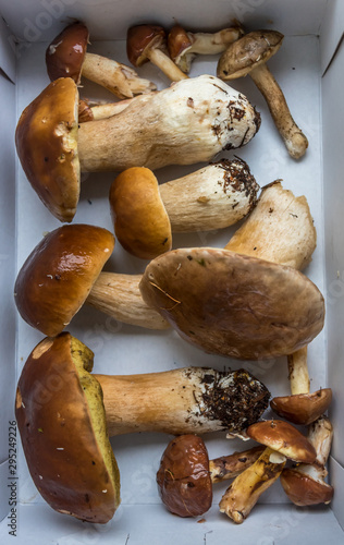 Collection of Freshly Picked Edible Mushrooms in a White Box