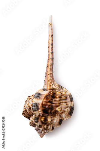 Seashell isolated on a white background. Murex haustelium, top view photo