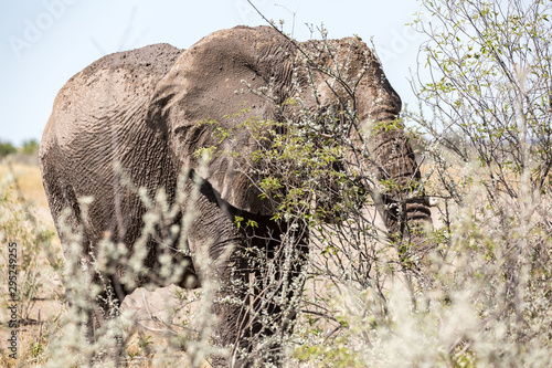 Half-covert elephant in the bush of Etosha, Namibia, Africa