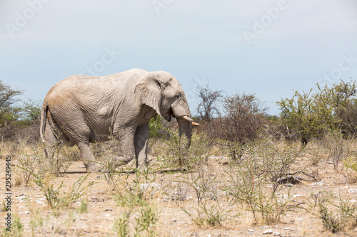 Elephant bull walking through the steppe  Etosha  Namibia  Africa