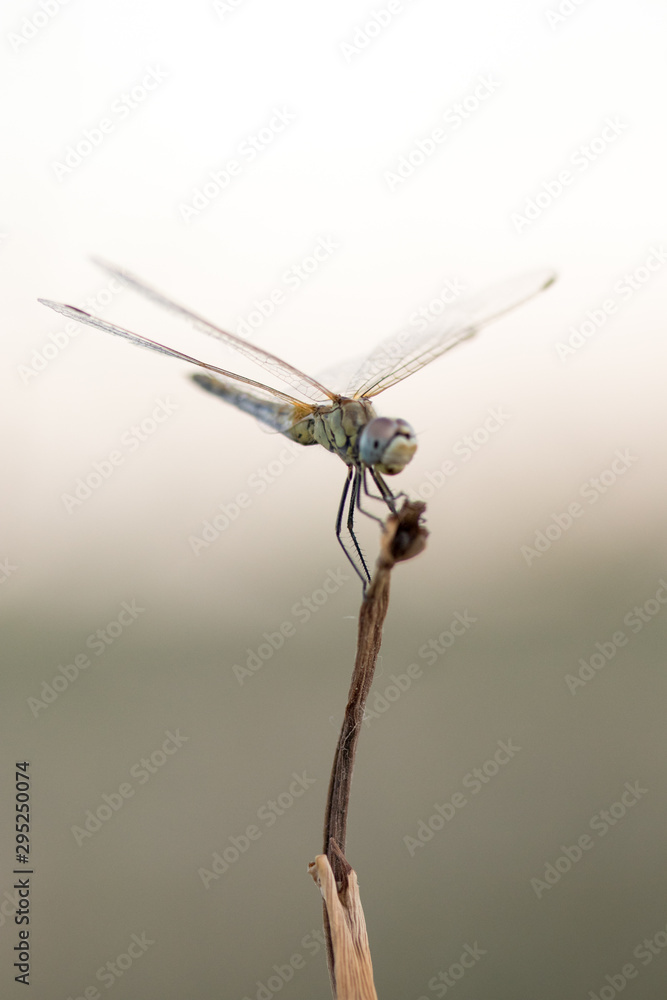 dragonfly in its habitat photo made with macro dragonfly in its habitat photo made with macro