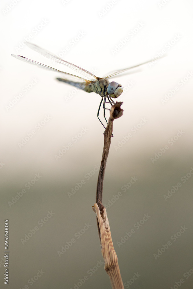Fototapeta premium dragonfly in its habitat photo made with macro