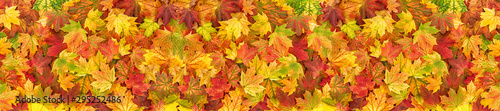 Maple leaves Autumn red yellow green floral background banner
