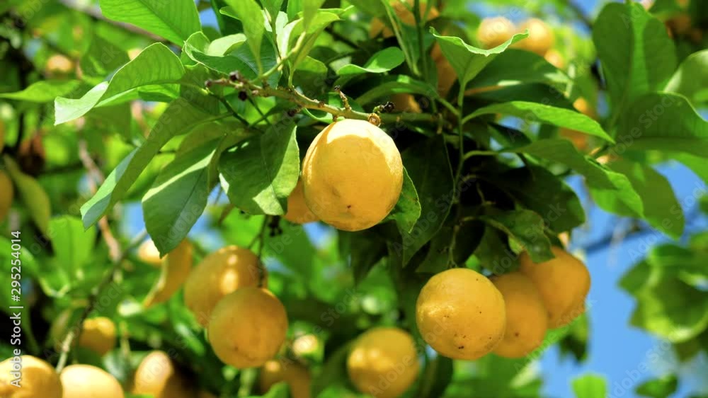Juicy yellow lemons hanging on branches of a lemon tree. Greece. 4K