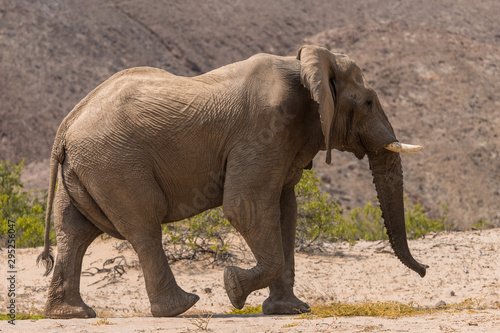 Desert elephant in the bed of the Hoanib River  Namibia