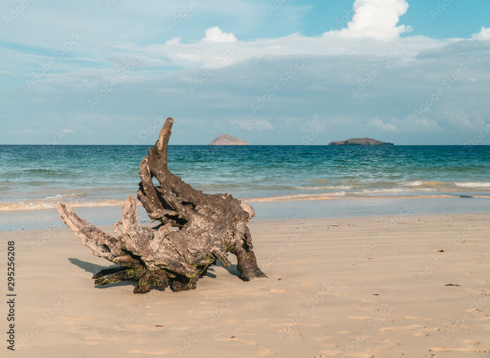 Driftwood on sandy tropical beach. Wood log washed up on tropical beach. Holiday, vacation, happy vibes, with turquoise ocean waves and white sand.  Shot in San Cristobal, Galapagos Islands. 