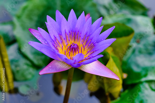 beautiful blue and yellow water lily on the pond