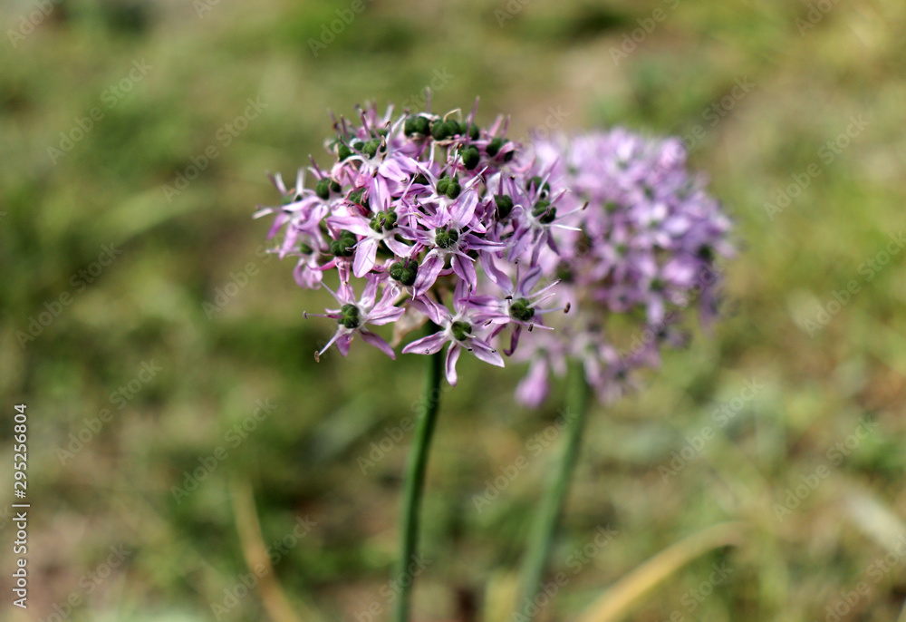 Allium decipiens in spring garden. Growing of ornamental bulbous plants