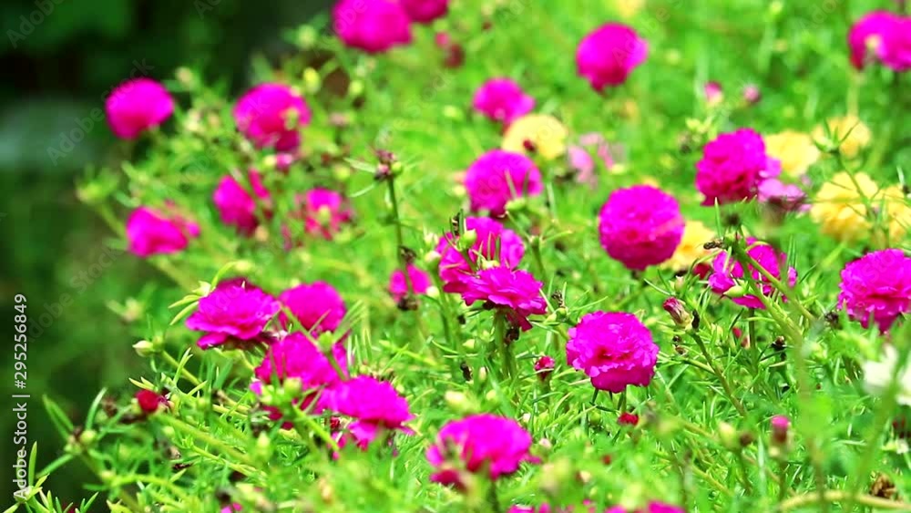 Purslane, Pussley, Rose mose, Sun plant magenta flower blooming in the garden1 Purslane, Pussley, Rose mose, Sun plant magenta flower blooming in the garden1
