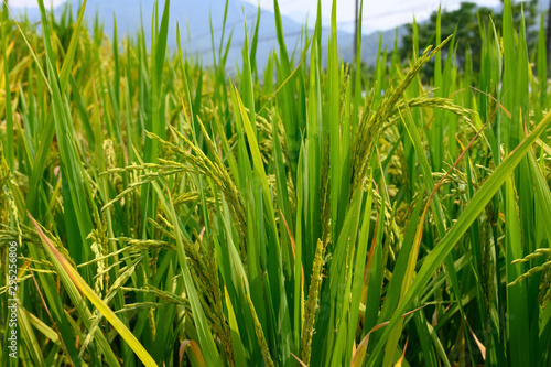 fresh green paddy on the field horizontal composition