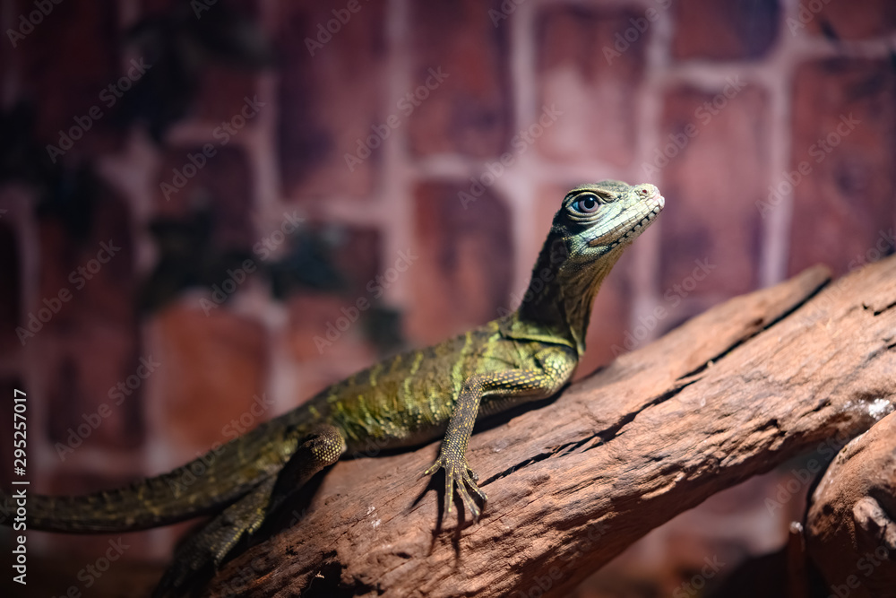 Fototapeta premium a Hydrosaurus amboinensis in a tank