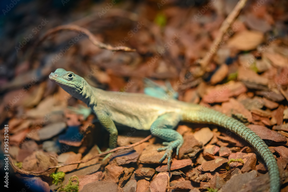 a Hydrosaurus amboinensis in a tank a Hydrosaurus amboinensis in a tank