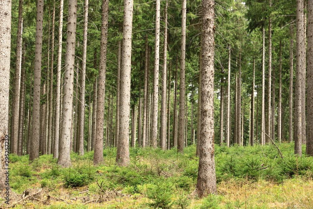 autumn forest trees. nature green wood sunlight backgrounds.