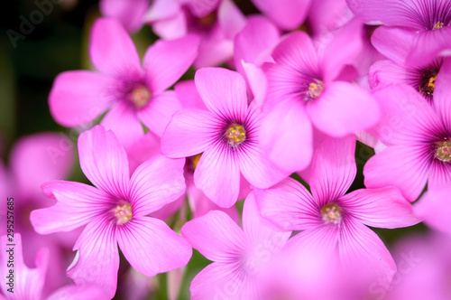 beautiful pink garden flowers with blurred background © juancajuarez