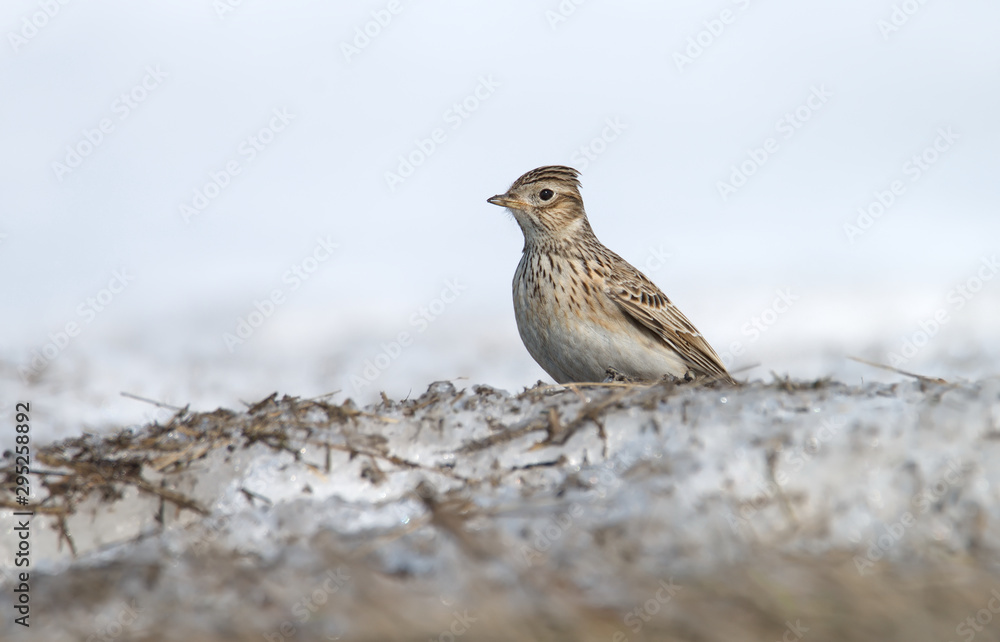 The Skylark sits alone in the snow in spring The Skylark sits alone in the snow in spring