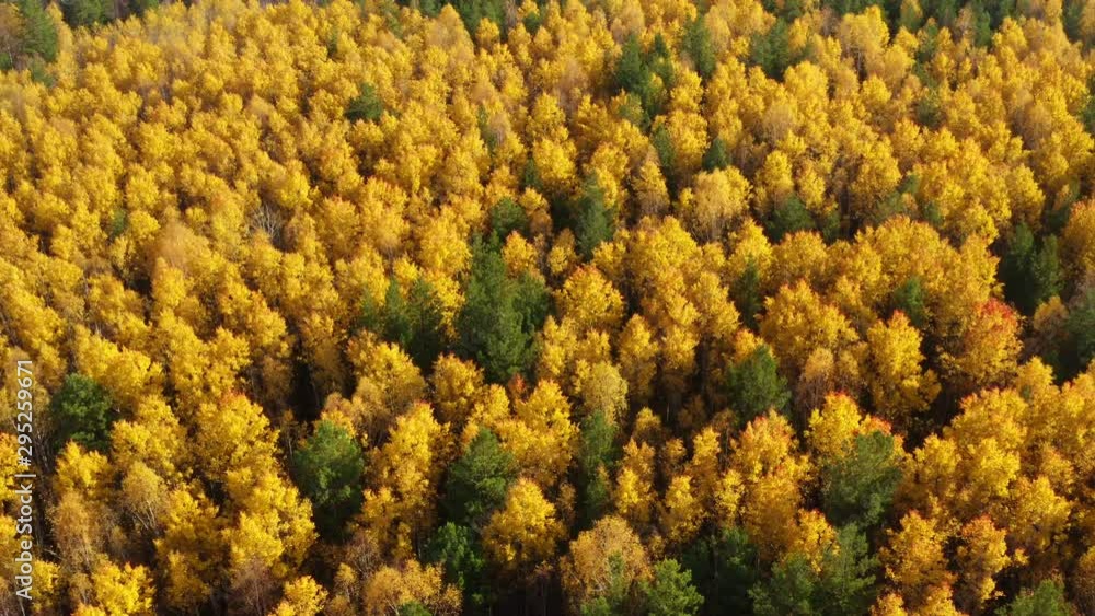 Mixed forest of Siberia in the autumn. Aerial view. Mixed forest of Siberia in the autumn. Aerial view.