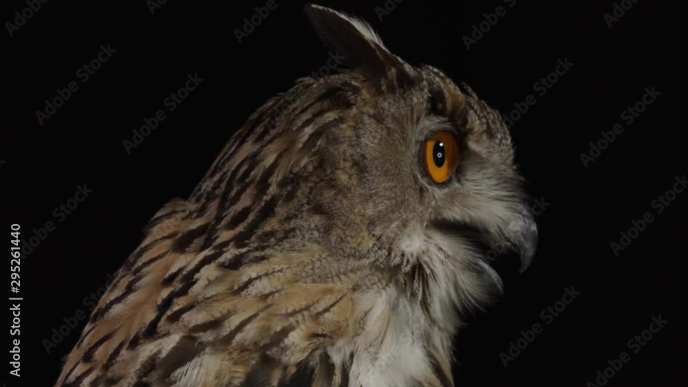 Close up of an owl with big eyes, looking around Close up of an owl with big eyes, looking around