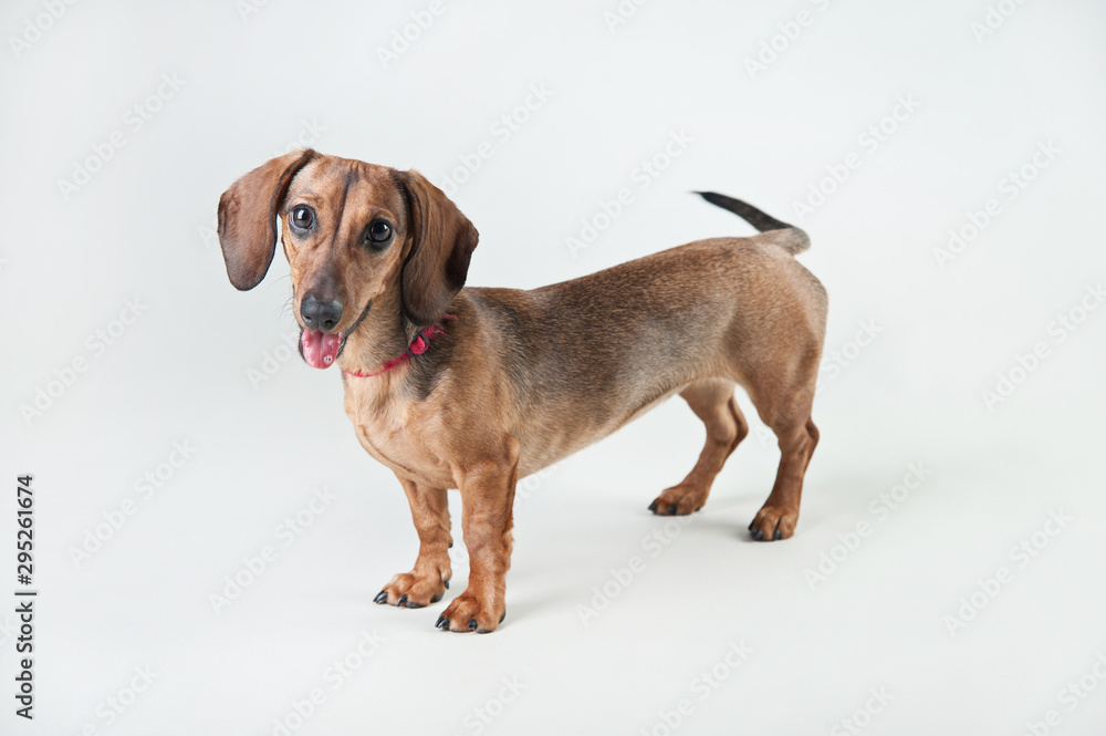 Red young dachshund on a white background