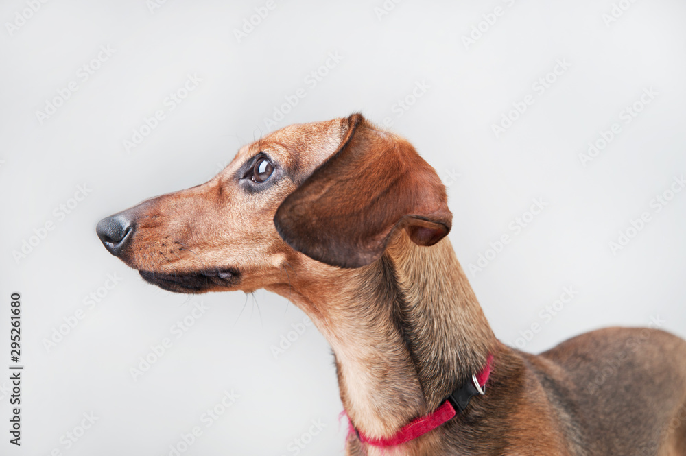 Portrait of a red young dachshund on a white background
