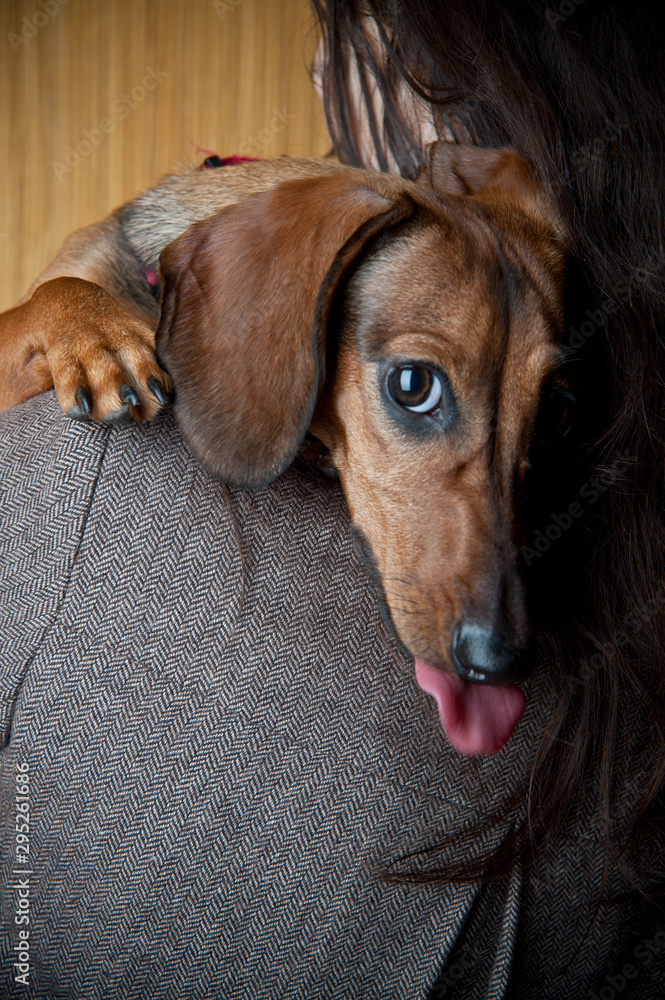 Portrait of a red young dachshund on the shoulder of the hostess