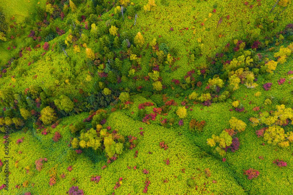 Naklejka premium Aerial view of autumn forest in mountain