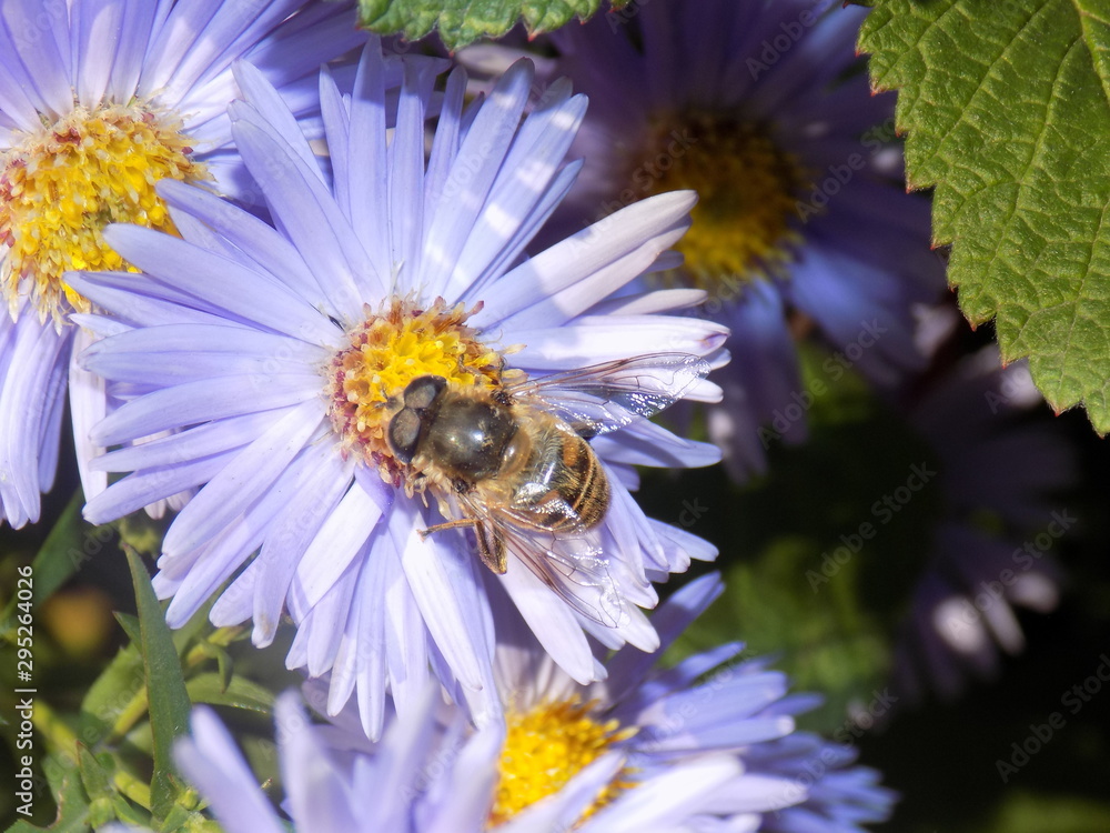 bee on a yellow flower bee on a yellow flower