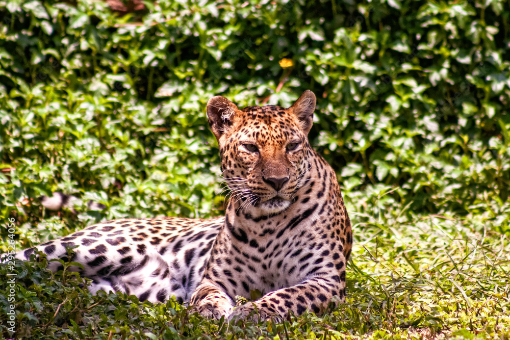 Leopard Leopard