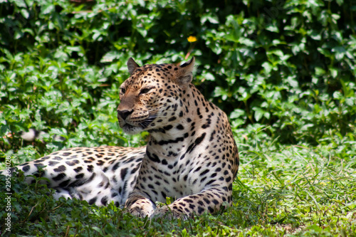 Leopard © nonthaimage