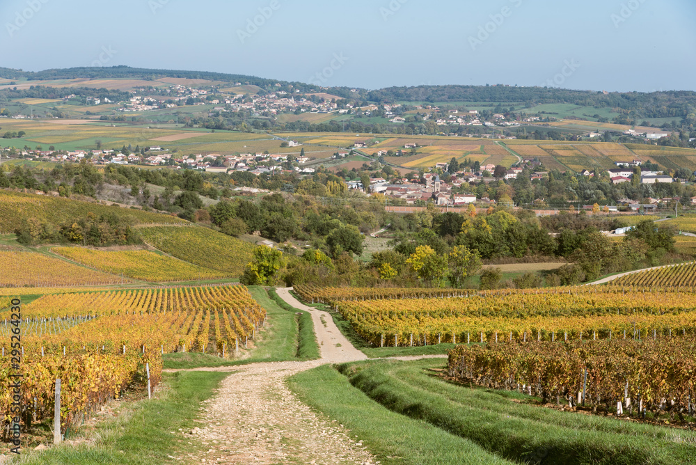 Naklejka premium Paysage viticole. Des vignes en automne. Un chemin traversant les vignes en automne. Un vignoble durant l'automne.