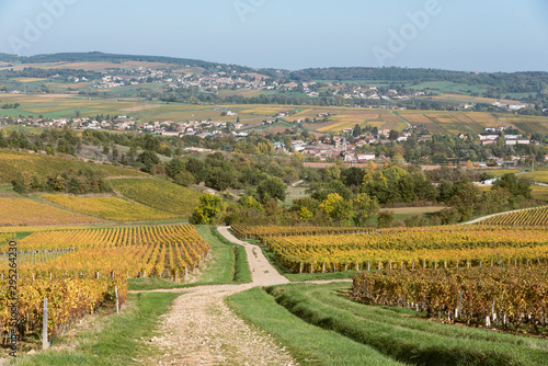 Paysage viticole. Des vignes en automne. Un chemin traversant les vignes en automne. Un vignoble durant l'automne.