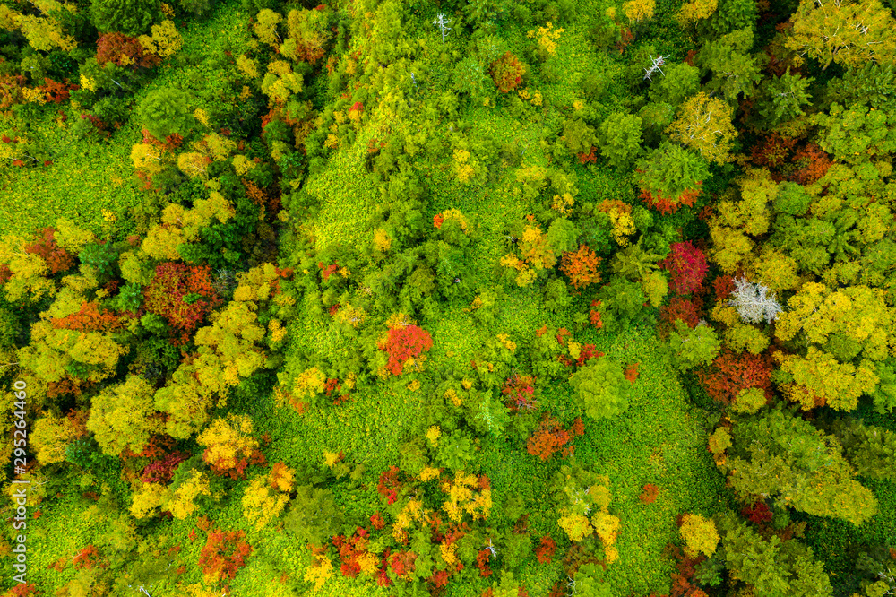 Naklejka premium Aerial view of autumn forest in mountain