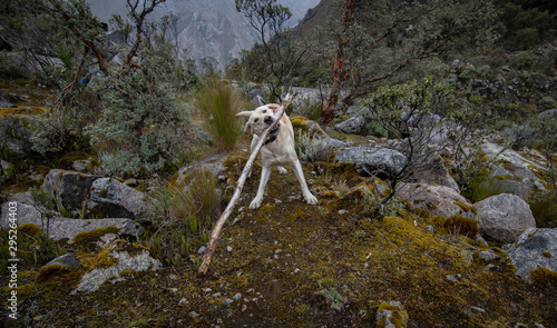 Labrador al aire libre 
