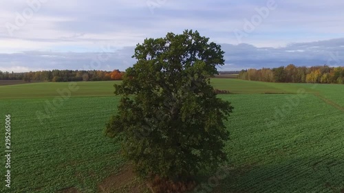 Deciduous Tree In Green Agricultural Field. Aerial Flying Forward And Tilt-Down Footage photo