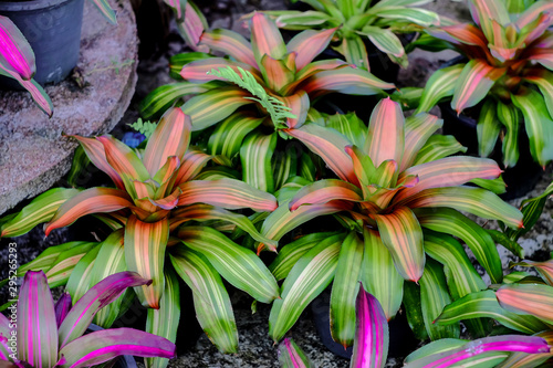 Cuadro en lienzo Neoregelia tropical plant in garden.