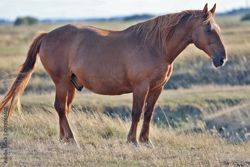 Obraz premium Cheveaux 3