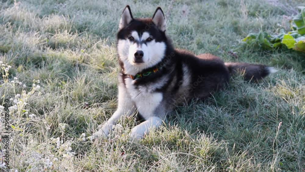 Black and white husky dog lying on frozen grass. The rays of the sun. Autumn frosts. Black and white husky dog lying on frozen grass. The rays of the sun. Autumn frosts.
